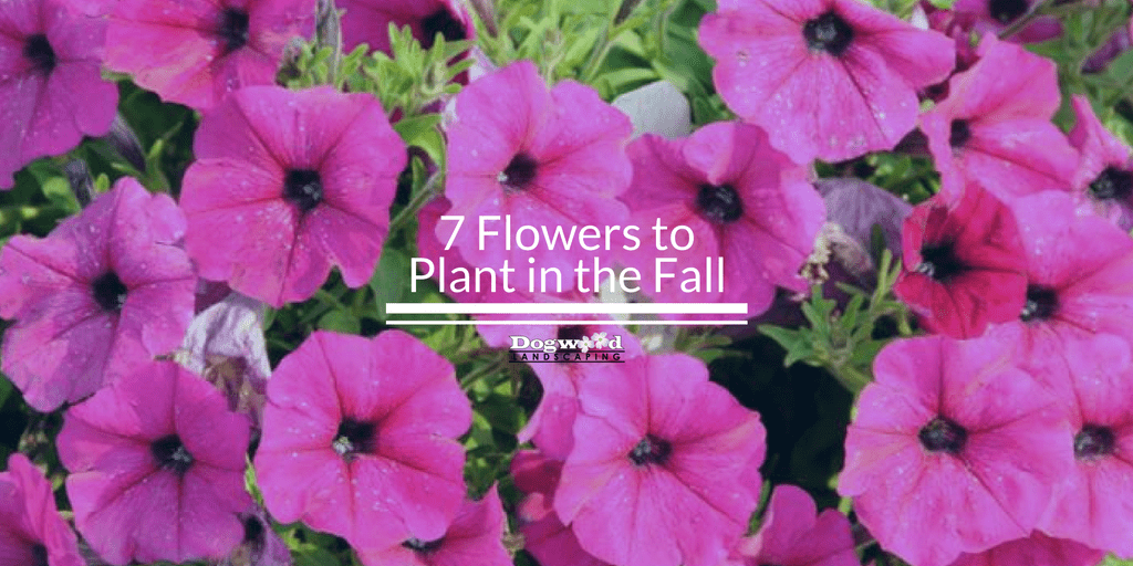 Flower World Map What Flowers Can I Plant Now